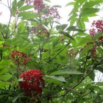 red elder berries